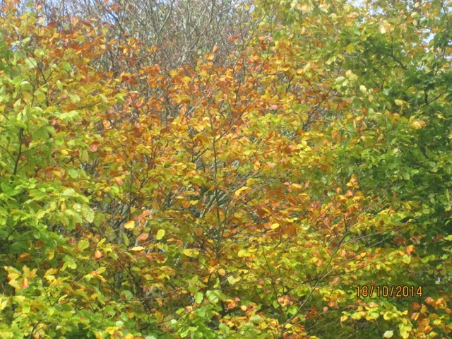 autumn colours in the Copse