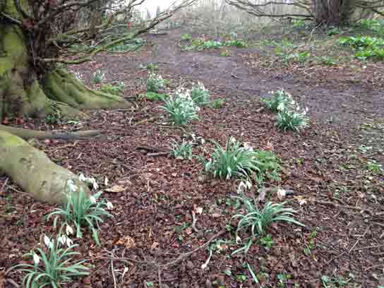 Snowdrops at the Top of the Copse