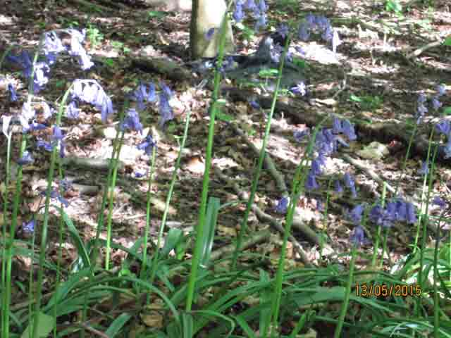 English Bluebells at the Top of the Copse