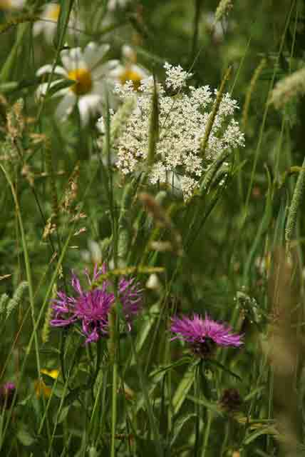 Ox-eyed Daisy, wild carrot and greater knapweed