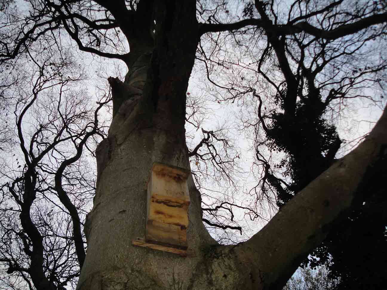 Bat Box and tree