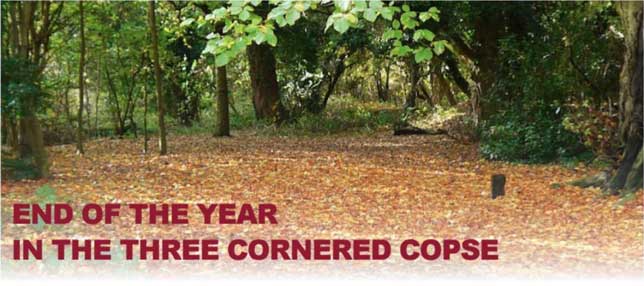 End of the Year in the Three Cornered Copse