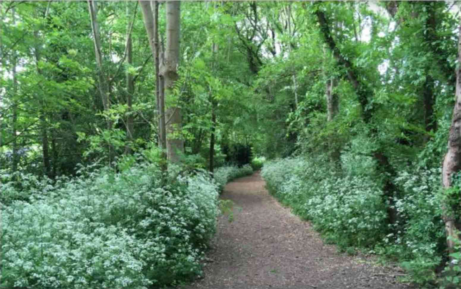 path with cow parsley