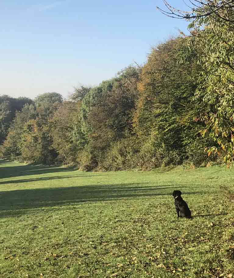 dog in copse