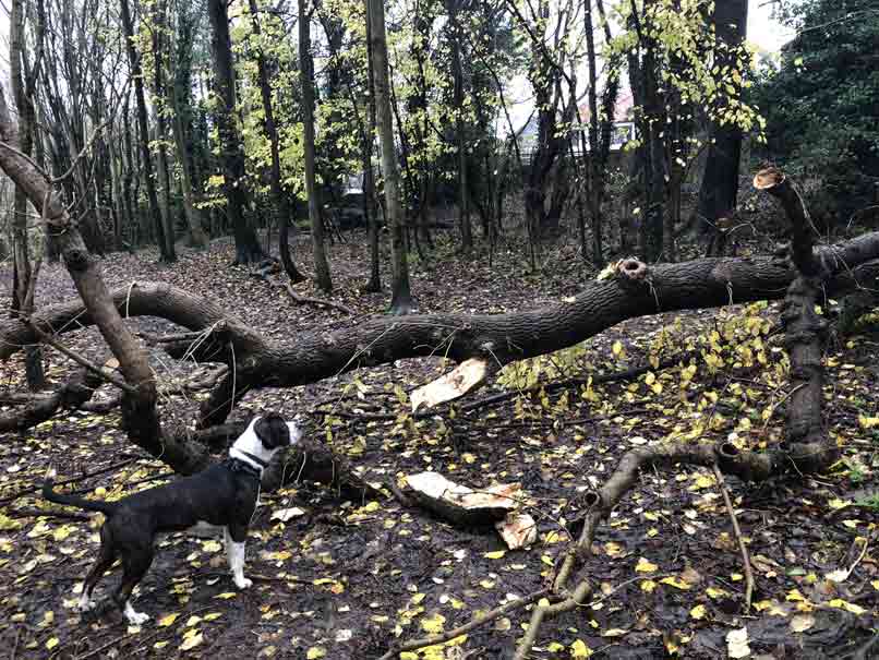 dog studies fallen tree in copse