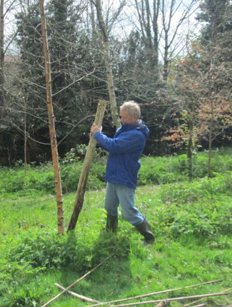 Removing a Support Post from one of the Silver Birches