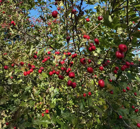copse berries