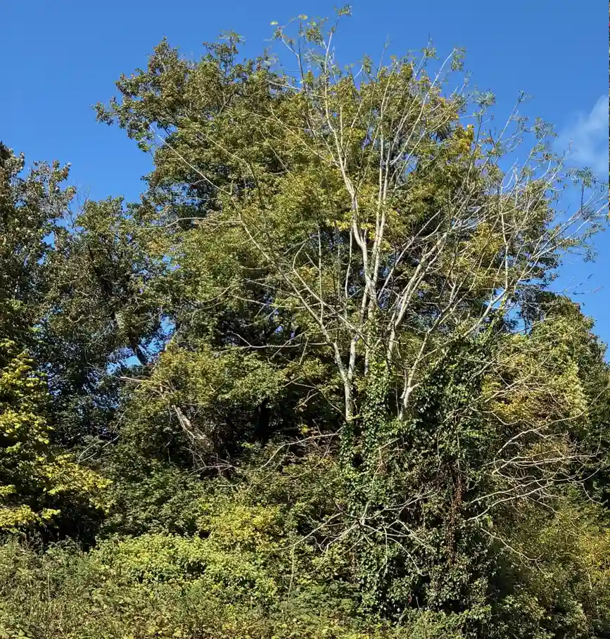 copse trees