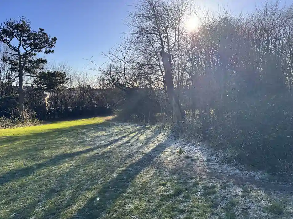 Wintry Copse Wintry Copse