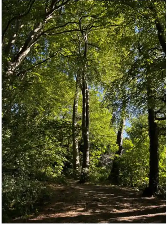 sunlit path